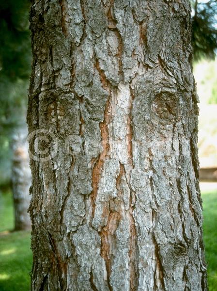 Yellow blooms; Evergreen; Needles or needle-like leaf; North American Native