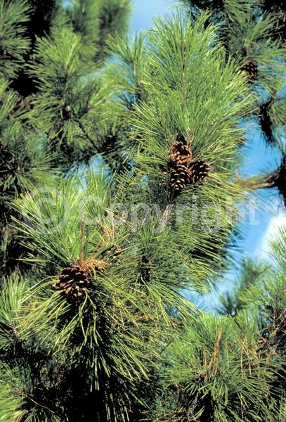 Yellow blooms; Evergreen; Needles or needle-like leaf