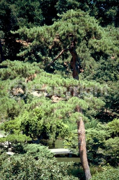 Yellow blooms; Evergreen; Needles or needle-like leaf