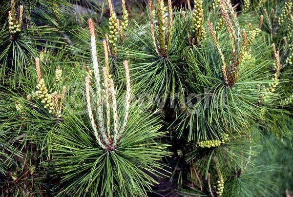 Yellow blooms; Evergreen; Needles or needle-like leaf