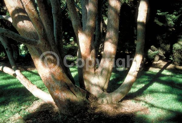 Yellow blooms; Evergreen; Needles or needle-like leaf