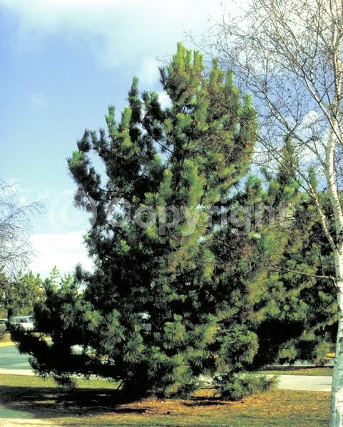 Yellow blooms; Evergreen; Needles or needle-like leaf
