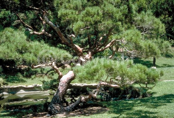 Yellow blooms; Evergreen; Needles or needle-like leaf