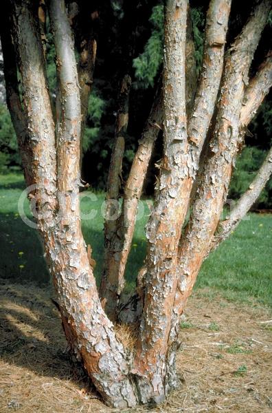 Yellow blooms; Evergreen; Needles or needle-like leaf