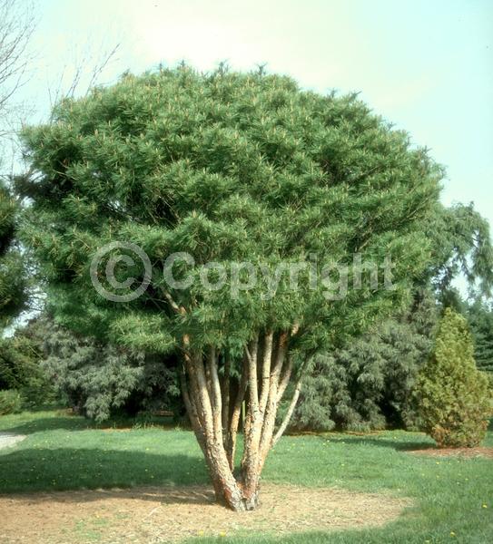 Yellow blooms; Evergreen; Needles or needle-like leaf