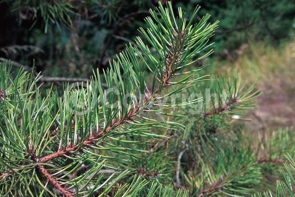 Yellow blooms; Evergreen; Needles or needle-like leaf; North American Native