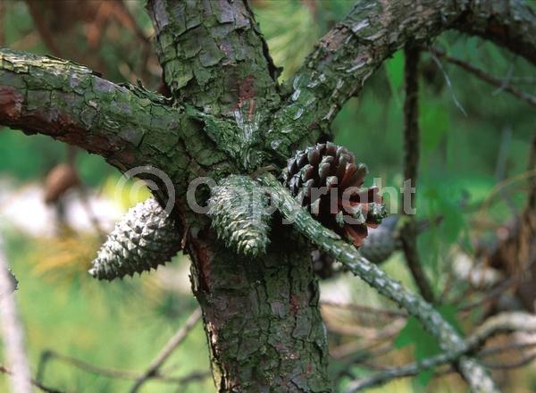Yellow blooms; Evergreen; Needles or needle-like leaf; North American Native