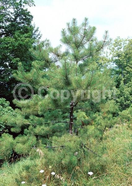 Yellow blooms; Evergreen; Needles or needle-like leaf; North American Native