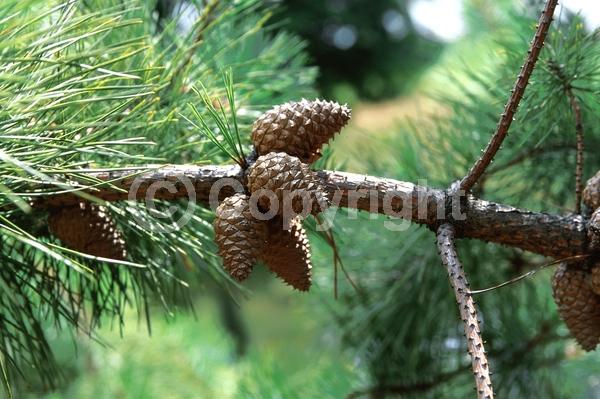 Yellow blooms; Evergreen; Needles or needle-like leaf; North American Native