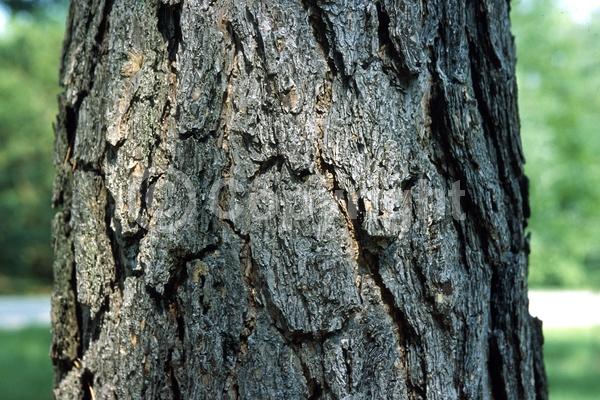 Yellow blooms; Evergreen; Needles or needle-like leaf; North American Native