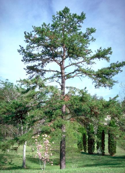 Yellow blooms; Evergreen; Needles or needle-like leaf; North American Native