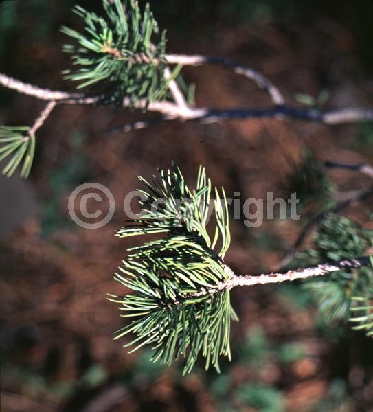 Yellow blooms; Evergreen; Needles or needle-like leaf; North American Native