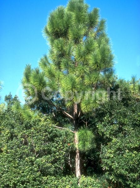 Yellow blooms; Evergreen; Needles or needle-like leaf; North American Native