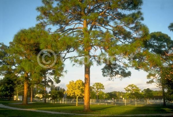 Yellow blooms; Evergreen; Needles or needle-like leaf; North American Native