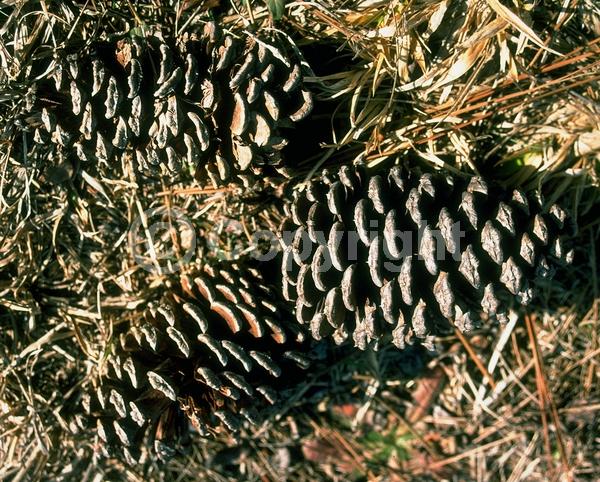 Yellow blooms; Evergreen; Needles or needle-like leaf; North American Native