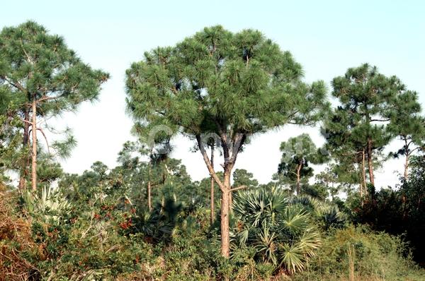 Yellow blooms; Evergreen; Needles or needle-like leaf; North American Native