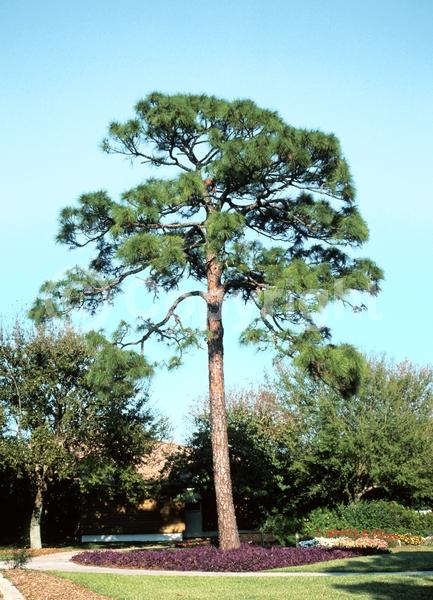 Yellow blooms; Evergreen; Needles or needle-like leaf; North American Native