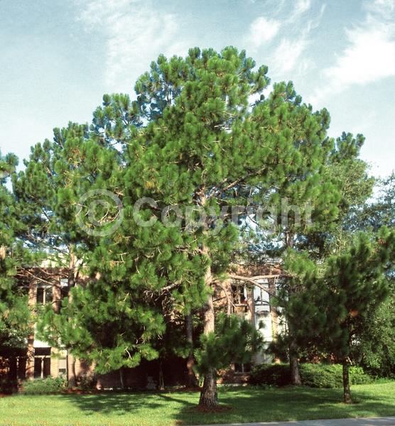Yellow blooms; Evergreen; Needles or needle-like leaf; North American Native