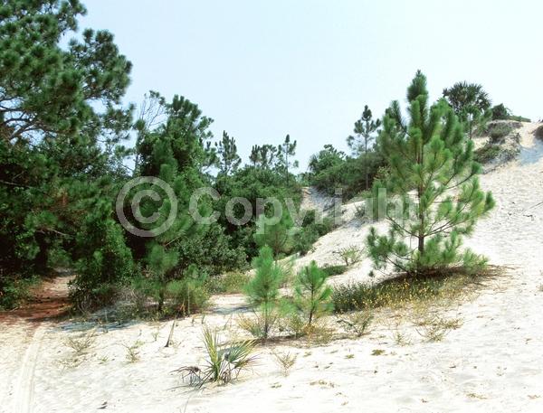 Yellow blooms; Evergreen; Needles or needle-like leaf; North American Native