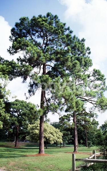 Yellow blooms; Evergreen; Needles or needle-like leaf; North American Native