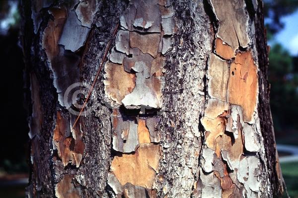 Yellow blooms; Evergreen; Needles or needle-like leaf; North American Native
