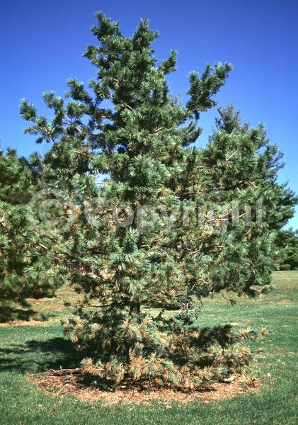 Yellow blooms; Evergreen; Needles or needle-like leaf; North American Native