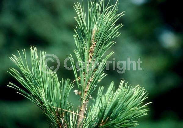 Yellow blooms; Evergreen; Needles or needle-like leaf; North American Native