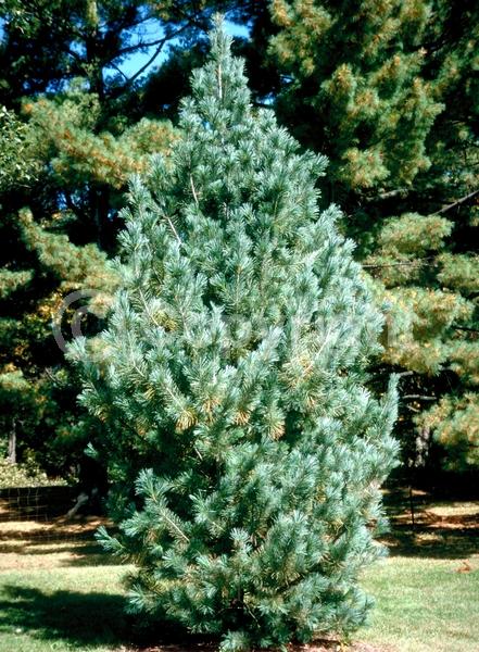 Yellow blooms; Evergreen; Needles or needle-like leaf; North American Native