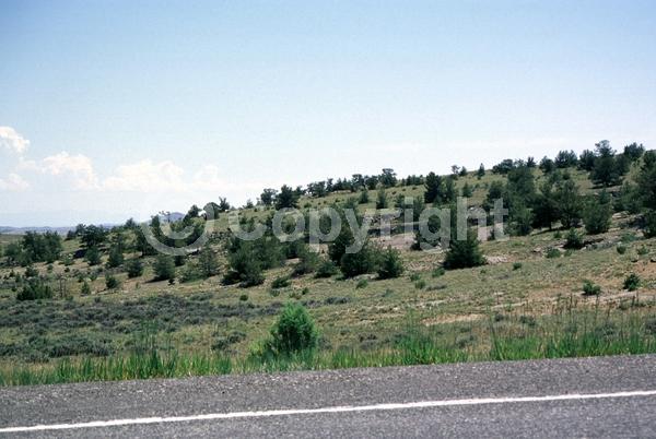 Yellow blooms; Evergreen; Needles or needle-like leaf; North American Native