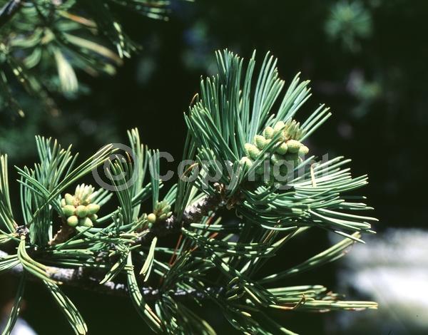 Yellow blooms; Evergreen; Needles or needle-like leaf; North American Native