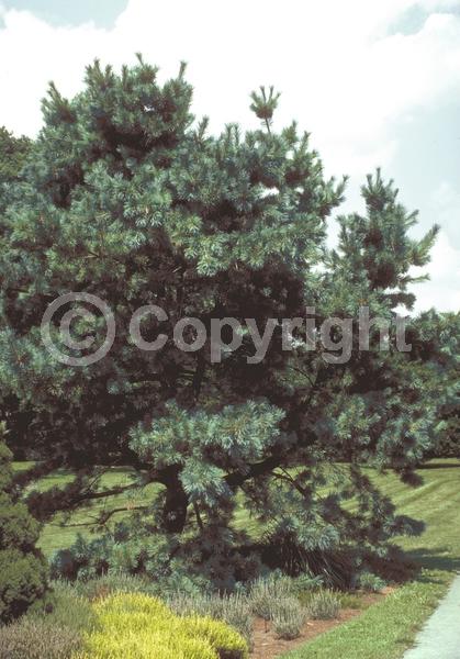 Yellow blooms; Evergreen; Needles or needle-like leaf; North American Native