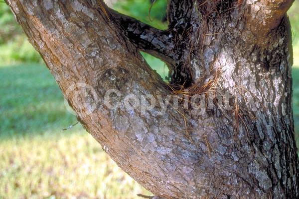 Yellow blooms; Evergreen; Needles or needle-like leaf; North American Native