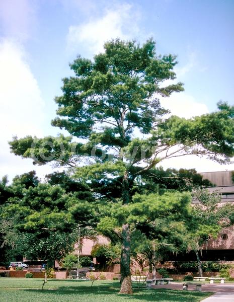 Yellow blooms; Evergreen; Needles or needle-like leaf; North American Native