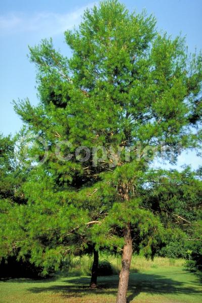 Yellow blooms; Evergreen; Needles or needle-like leaf; North American Native