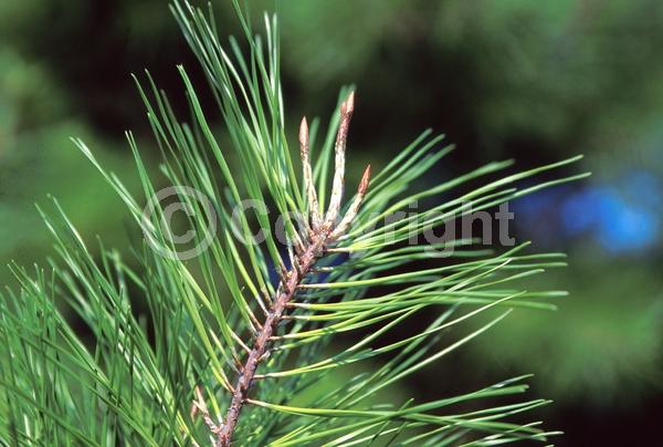 Yellow blooms; Evergreen; Needles or needle-like leaf; North American Native