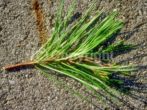 Yellow blooms; Evergreen; Needles or needle-like leaf; North American Native