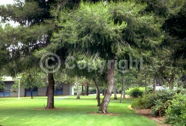 Yellow blooms; Evergreen; Needles or needle-like leaf