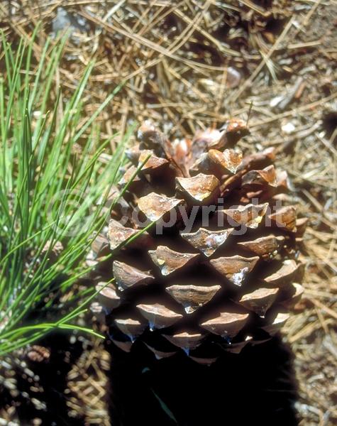 Yellow blooms; Evergreen; Needles or needle-like leaf
