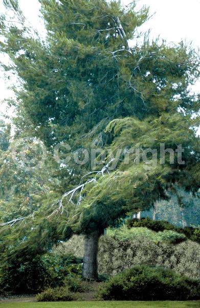 Yellow blooms; Evergreen; Needles or needle-like leaf