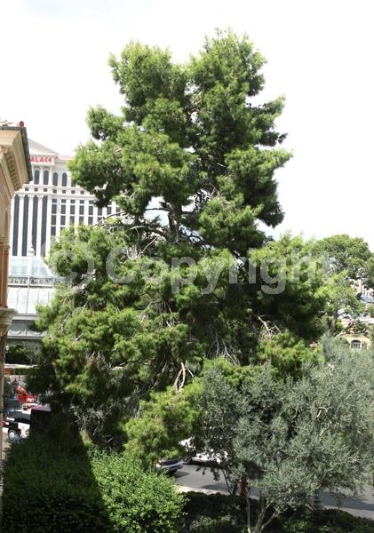 Yellow blooms; Evergreen; Needles or needle-like leaf