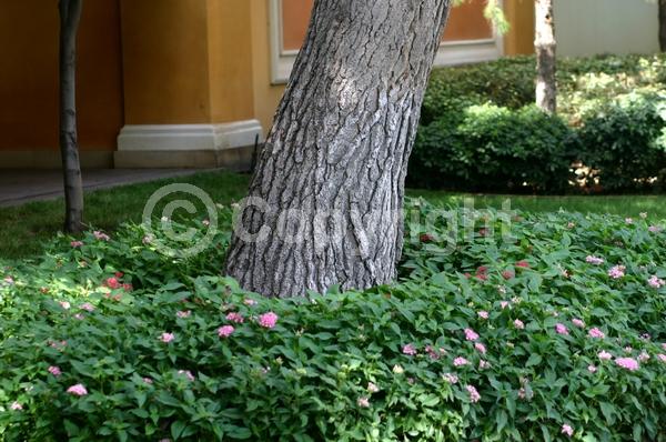 Yellow blooms; Evergreen; Needles or needle-like leaf