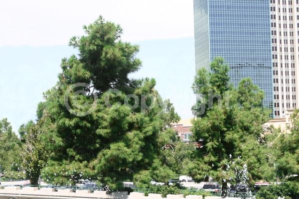 Yellow blooms; Evergreen; Needles or needle-like leaf