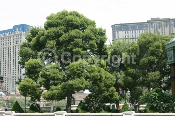 Yellow blooms; Evergreen; Needles or needle-like leaf