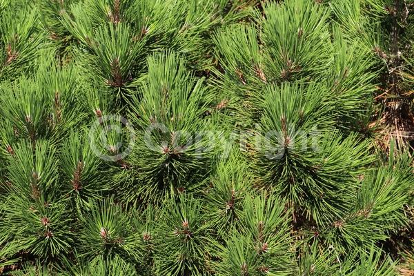 Yellow blooms; Evergreen; Needles or needle-like leaf