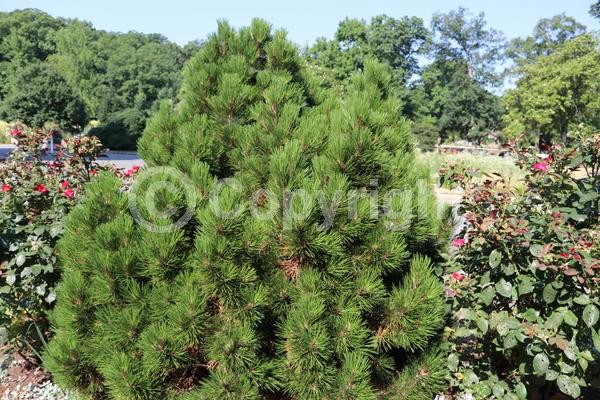 Yellow blooms; Evergreen; Needles or needle-like leaf