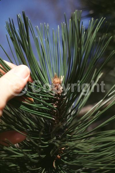 Yellow blooms; Evergreen; Needles or needle-like leaf