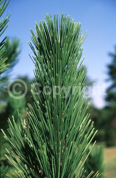Yellow blooms; Evergreen; Needles or needle-like leaf