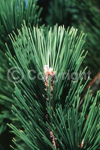 Yellow blooms; Evergreen; Needles or needle-like leaf