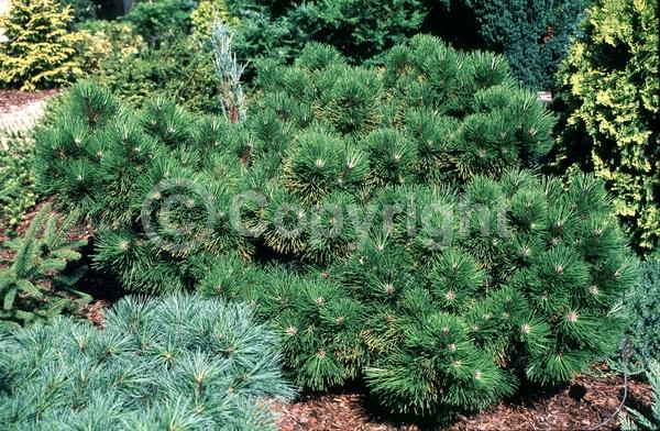 Yellow blooms; Evergreen; Needles or needle-like leaf