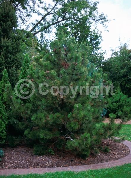 Yellow blooms; Evergreen; Needles or needle-like leaf